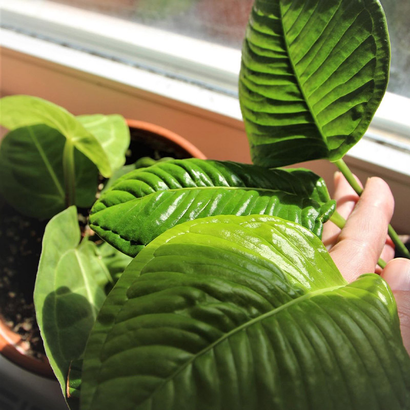 Anthurium compact 240621