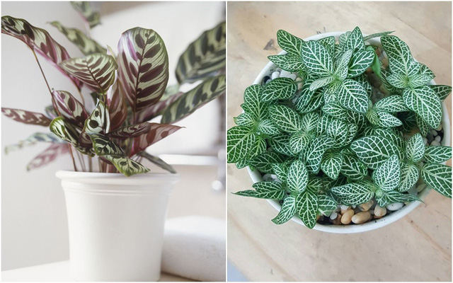 Page 161699455827335499294 0 0 500 800 crop