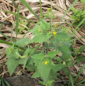 476388757 630754039442317 9210142628957196164 n