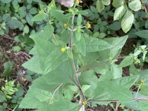 585408761 861645203047602 4735992623900945026 n