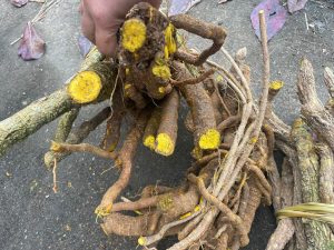 596808527 1816720196397068 8077461157846231111 n